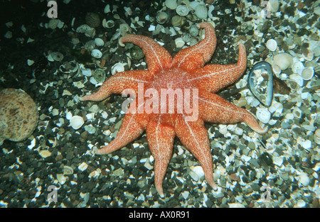 Bon sun Star, Sun star violet, violet sunstar (Solaster résultat), sur fond de mer, Allemagne Banque D'Images