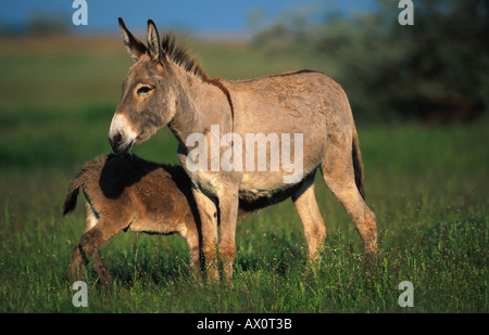 L'âne domestique (Equus asinus asinus. f), soins infirmiers mare avec poulain, Hongrie Banque D'Images