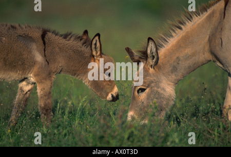 L'âne domestique (Equus asinus asinus. f), mare avec poulain, la navigation, la Hongrie Banque D'Images