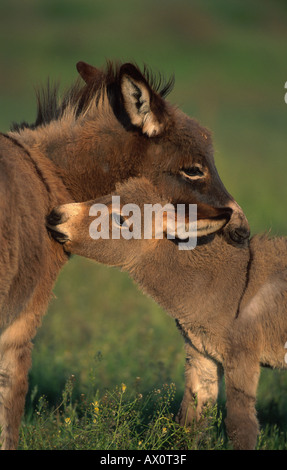 L'âne domestique (Equus asinus asinus. f), poulains, toilettage mutuel, Hongrie Banque D'Images