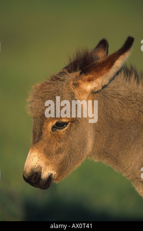 L'âne domestique (Equus asinus asinus. f), Poulain, Hongrie Banque D'Images