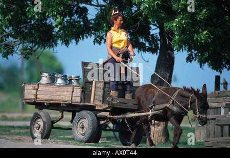 L'âne domestique (Equus asinus asinus. f), Hongrie Banque D'Images