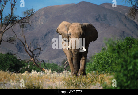 Désert de l'éléphant, l'éléphant africain (Loxodonta africana africana), Bull, la marche vers la caméra, plus grande ani terrestres Banque D'Images