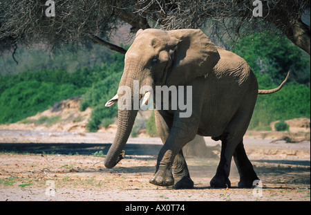 Désert de l'éléphant, l'éléphant africain (Loxodonta africana africana), bull marche dans un lit de rivière à sec, la Namibie, Kaokoveld, Banque D'Images