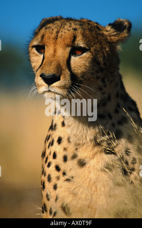 Le Guépard (Acinonyx jubatus), portrait, Namibie, Duesternbrook Farm Banque D'Images