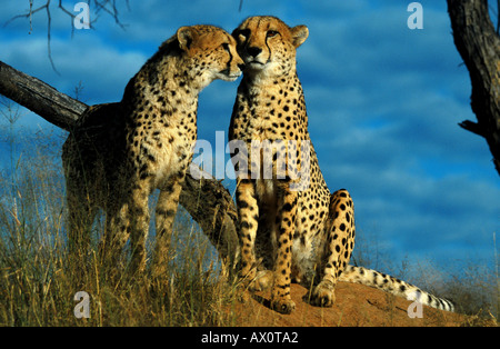 Le Guépard (Acinonyx jubatus), en couple, en Namibie Banque D'Images