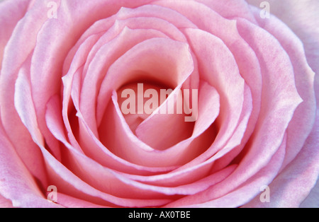 Rose (Rosa spec.), rose blossom, Allemagne, Bielefeld Banque D'Images