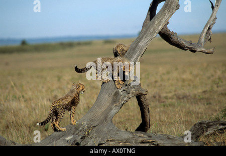 Trois oursons Guépard (Acinonyx jubatus) jouant dans un arbre Banque D'Images