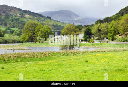 La rivière Brathay inondations et débordements dans un champ voisin près d'une maison à peu de Langdale. NP Lake District, UK Banque D'Images