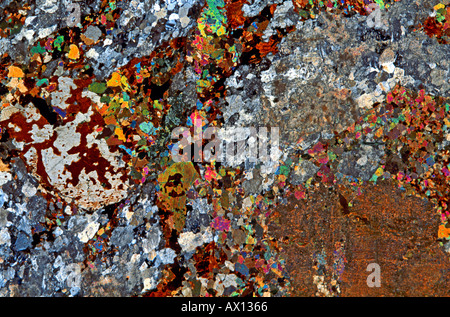 Rock gabbro section fine montrant les minéraux grâce à la lumière polarisée Banque D'Images