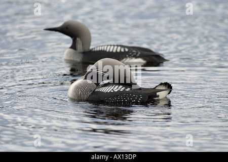 Deux plongeurs à gorge noire (Gavia arctica) nager côte à côte, parc national Hamra, Suède Banque D'Images