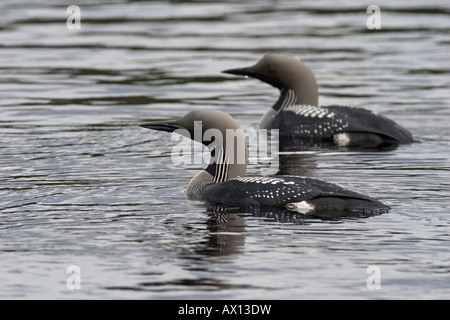 Deux plongeurs à gorge noire (Gavia arctica) nager côte à côte, parc national Hamra, Suède Banque D'Images