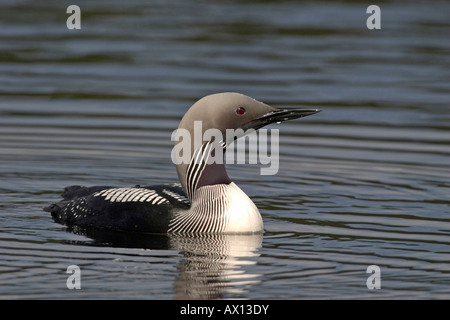 Black-throated Diver (Gavia arctica), Parc National Hamra, Suède Banque D'Images