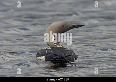 Black-throated Diver (Gavia arctica), Parc National Hamra, Suède Banque D'Images