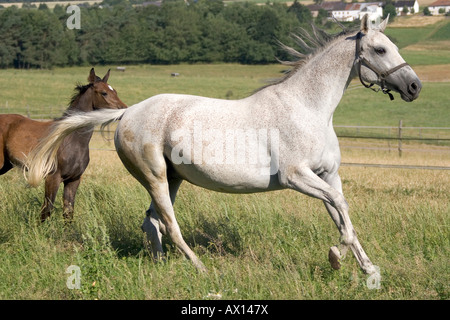 Mare d'Oldenburg, blanc, au galop à travers la prairie, poulain brun derrière elle dans la région de Vulkaneifel, Germany, Europe Banque D'Images