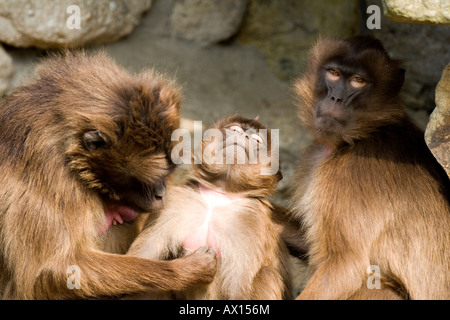 Les babouins Gelada Geladas ou (Theropithecus gelada) le toilettage à Rheine Zoo, Rhénanie-du-Nordwestphalie, Germany, Europe Banque D'Images