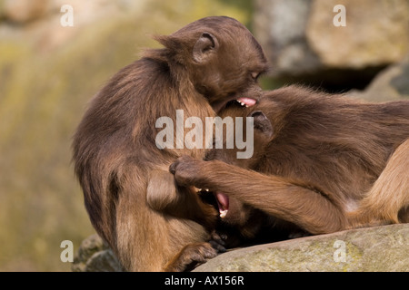 Les babouins Gelada Geladas ou (Theropithecus gelada) le toilettage à Rheine Zoo, Rhénanie-du-Nordwestphalie, Germany, Europe Banque D'Images