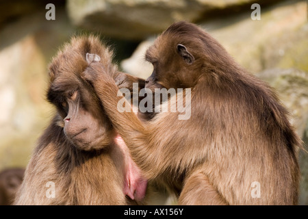 Les babouins Gelada Geladas ou (Theropithecus gelada) le toilettage à Rheine Zoo, Rhénanie-du-Nordwestphalie, Germany, Europe Banque D'Images