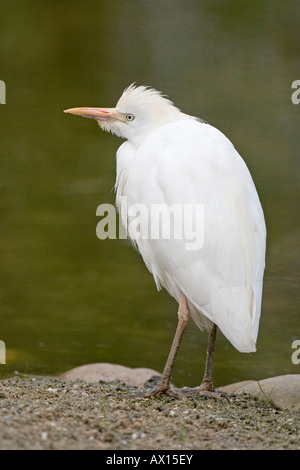 Héron garde-boeufs (Bubulcus ibis), Zoo de Rheine, Allemagne, Rhénanie-du Nord-Westphalie, Europe Banque D'Images