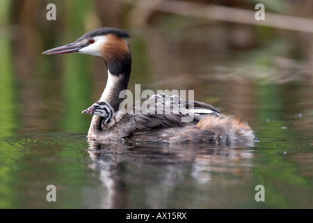 Grèbe huppé (Podiceps cristatus) Nager avec des petits sur son dos, Vulkaneifel, Germany, Europe Banque D'Images