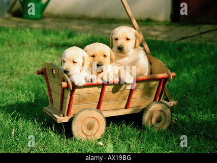 Trois chiots dans un panier Banque D'Images