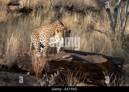 Leopard (Panthera pardus) marche à travers la savane, Duesternbrook, Namibie, Afrique Banque D'Images