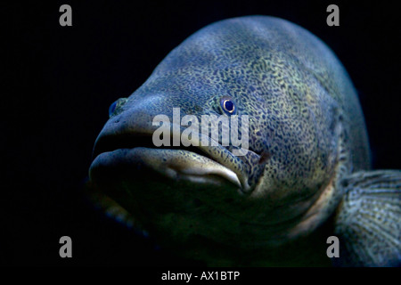 Un poisson tropical Banque D'Images