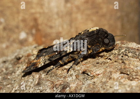 Totenkopfschwärmer Acherontia atropos Banque D'Images