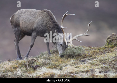 Pris dans Alladale Wilderness Reserve. Banque D'Images