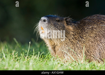 Le ragondin, Ragondin (Myocastor coypus) - Banque D'Images