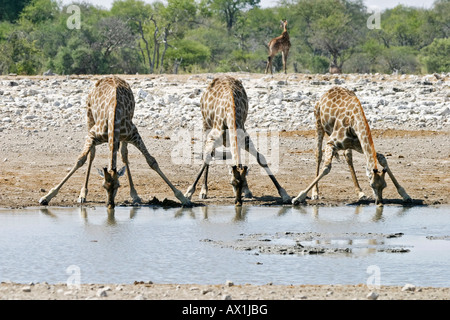 Les Girafes potable à un étang (Giraffa camelopardalis), Etosha National Park, Namibie, Afrique Banque D'Images