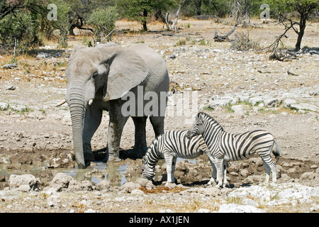 Elephant (Loxodonta africana) et les zèbres (Equus quagga burchelli) à l'eau dans le parc national d'Etosha, Namibie, Afrique Banque D'Images