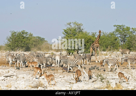 Les zèbres des plaines ou des zèbres de Burchell ou zèbres (Equus quagga burchelli), la Girafe (Giraffa camelopardalis) et d'impalas (PEA Banque D'Images