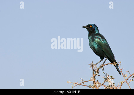 Red-shouldered Glossy-starling (Lamprotornis nitens), Etosha National Park, Namibie, Afrique Banque D'Images