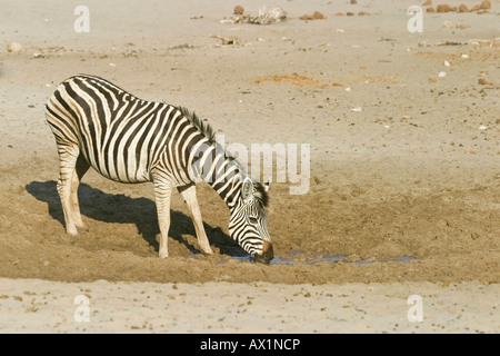 Zèbre des plaines (Equus quagga burchelli) à un point d'eau dans la rivière à sec, la rivière Boteti, Khumaga Makgadikgadi Pans, par National Banque D'Images