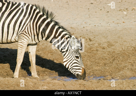 Zèbre des plaines (Equus quagga burchelli) à un point d'eau dans la rivière à sec, la rivière Boteti, Khumaga Makgadikgadi Pans, par National Banque D'Images