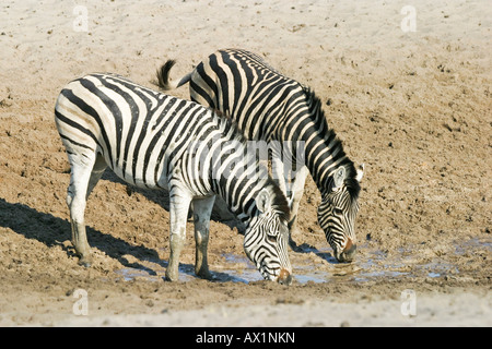 Les zèbres des plaines (Equus quagga burchelli) à un point d'eau dans la rivière à sec, la rivière Boteti, Khumaga National Makgadikgadi Pans, Pa Banque D'Images