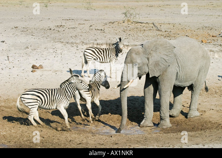 L'éléphant africain (Loxodonta africana) et des plaines (Equus quagga burchelli zèbres) à un point d'eau dans la rivière à sec, Boteti Riv Banque D'Images