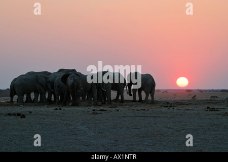 Les éléphants d'Afrique (Loxodonta africana) au coucher du soleil, Nxai Pan waterhole, Makgadikgadi Pans National Park, Botswana, Africa Banque D'Images