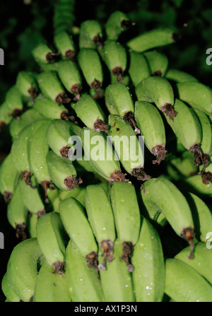 Les bananes qui poussent sur un arbre Banque D'Images