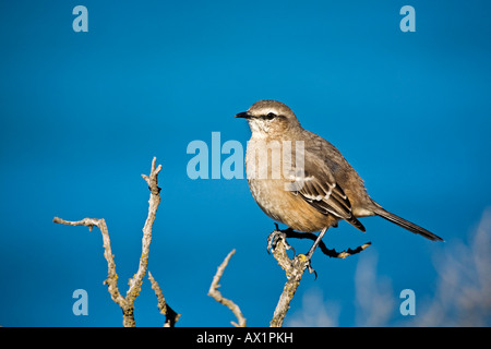 Craie-browed Mockingbird (Mimus saturninus), Peninsula Valdes, Patagonie, côte est, de l'Atlantique, l'Argentine, Ozean Amérique du Sud Banque D'Images