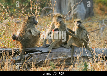 Les babouins (Papio cynocephalus jaune) avec bébés assis sur un tronc, le Parc National de Moremi, Moremi, Okavango Delta Banque D'Images