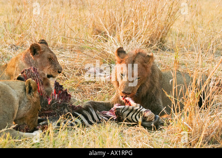 Les lions (Panthera leo) avec un tué (Equus quagga burchelli zèbres), Parc National de Moremi Moremi, Okavango Delta, Banque D'Images