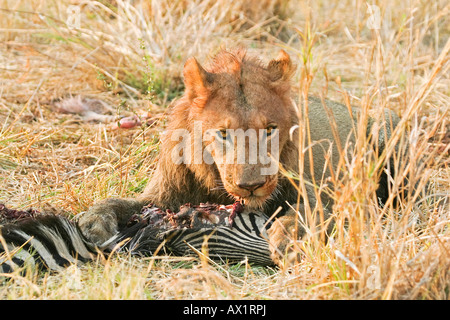 Lion (Panthera leo) avec un tué (Equus quagga burchelli zèbres), Parc National de Moremi Moremi, Okavango Delta, Banque D'Images