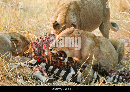 Les lions (Panthera leo) avec un tué (Equus quagga burchelli zèbres), Parc National de Moremi Moremi, Okavango Delta, Banque D'Images