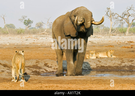 Trinking African elephant (Loxodonta africana) et les lions (Panthera leo) dans un étang, Savuti, parc national de Chobe, au Botswana, un Banque D'Images