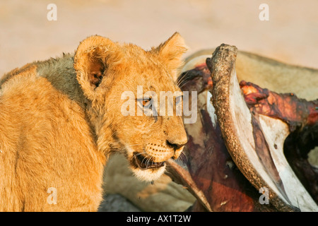 Coupe du lion (Panthera leo) capturés à un éléphant, Savuti, Chobe national park, Botswana, Africa Banque D'Images