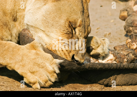 Lioness (Panthera leo) est en train de manger un éléphant capturé, Savuti, Chobe national park, Botswana, Africa Banque D'Images