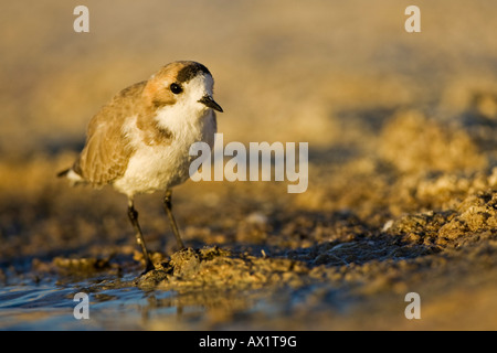 Snowy Plover (Charadrius alexandrinus), Laguna Chaxa Lago, lac salé Salar de Atacama, Chili, Amérique du Sud Banque D'Images