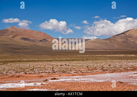 Troupeau de guanaco (Lama guanicoe) dans le désert, Jama pass (Paso de Jama), Argentine, Amérique du Sud Banque D'Images